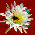 Cactus Flower Red